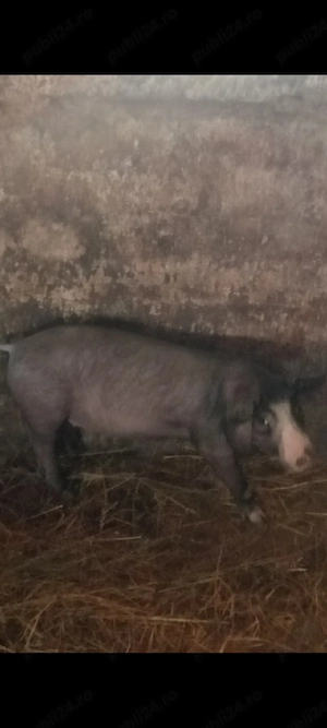 Scrofița Bazna ,3 luni,30-40 kg. - imagine 3