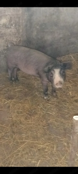 Scrofița Bazna ,3 luni,30-40 kg. - imagine 5
