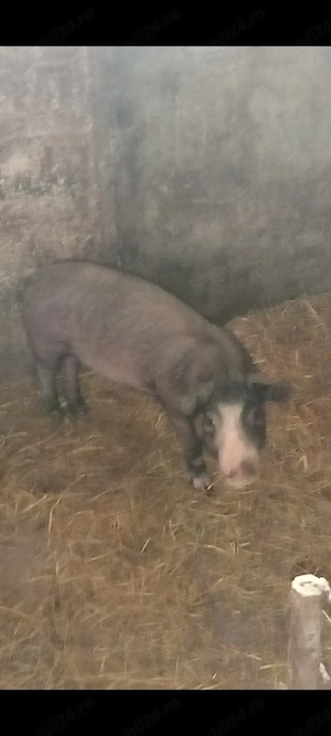 Scrofița Bazna ,3 luni,30-40 kg.