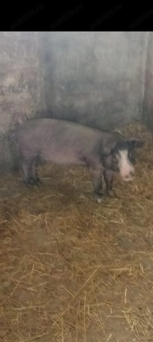 Scrofița Bazna ,3 luni,30-40 kg. - imagine 4