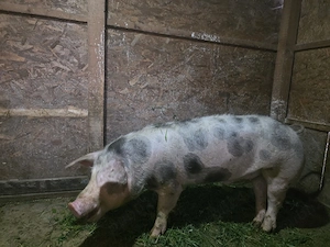 vand sau schimb urgent 