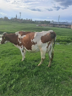 Vând vaca Red Holstein  - imagine 3