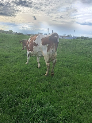 Vând vaca Red Holstein  - imagine 4