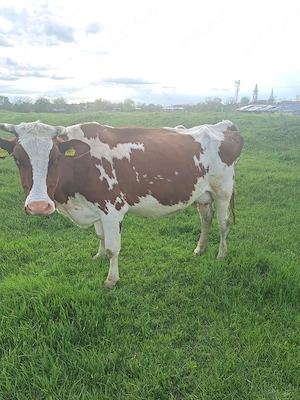 Vând vaca Red Holstein  - imagine 5