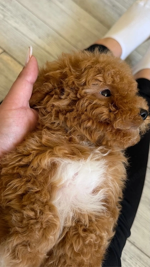 Poodle Toy Maltipoo toy  - imagine 5