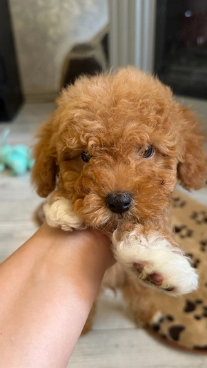 Poodle Toy Maltipoo toy  - imagine 4