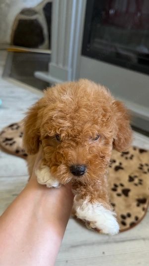 Poodle Toy Maltipoo toy  - imagine 3