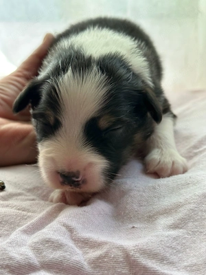 Vand pui Ciobanesc Australian cu pedigree  - imagine 3