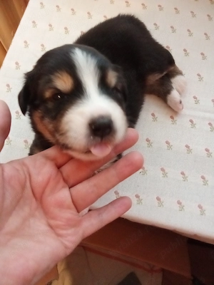 Vand pui Ciobanesc Australian cu pedigree  - imagine 5