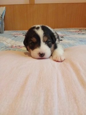 Vand pui Ciobanesc Australian cu pedigree  - imagine 4