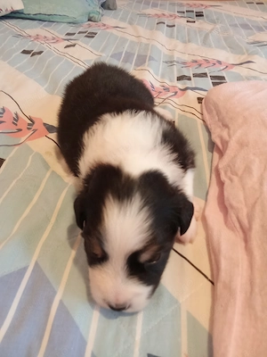 Vand pui Ciobanesc Australian cu pedigree  - imagine 2