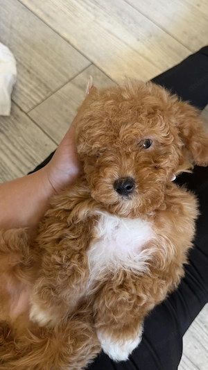 Poodle Toy ( Maltipoo )fetiță | pudle toy - imagine 3