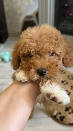 Poodle Toy ( Maltipoo )fetiță | pudle toy - imagine 5