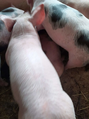 Purcei de 7 saptamani - imagine 2