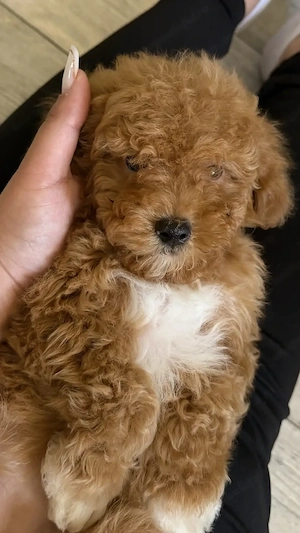 Poodle Toy ( Maltipoo )fetiță | pudle toy - imagine 4