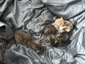 Rezervare Adopție: 5 Pui de Pisică Adorabili (Disponibili peste o lună) - imagine 5