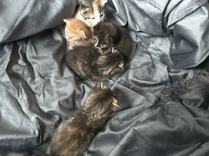 Rezervare Adopție: 5 Pui de Pisică Adorabili (Disponibili peste o lună) - imagine 2