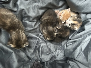 Rezervare Adopție: 5 Pui de Pisică Adorabili (Disponibili peste o lună) - imagine 3