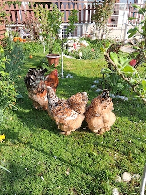 Curcani, cocosi albi, gaini Brahma si motate