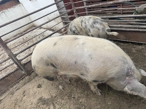 Disponibile 2 scroafe 