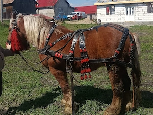 Vand Cal cu Ham si carută , Pret 2000 de euro 