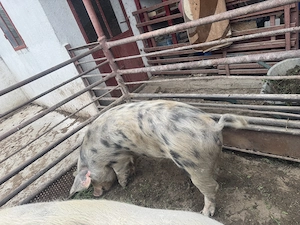 Disponibile 2 scroafe  - imagine 2