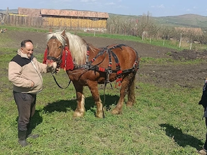 Vand Cal cu Ham si carută , Pret 2000 de euro  - imagine 2