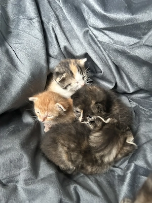 Rezervare Adopție: 5 Pui de Pisică Adorabili (Disponibili peste o lună) - imagine 4