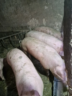 vand porci tineri - imagine 3