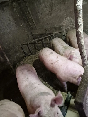 vand porci tineri - imagine 2