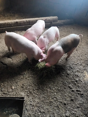 Purcei de 11 sapatamani