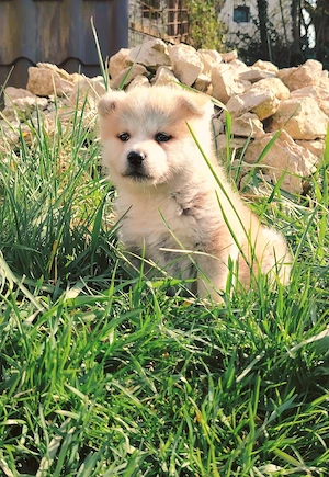 Disponibil Akita Inu  - imagine 4