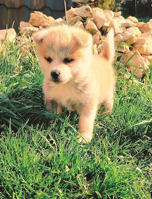 Disponibil Akita Inu  - imagine 2