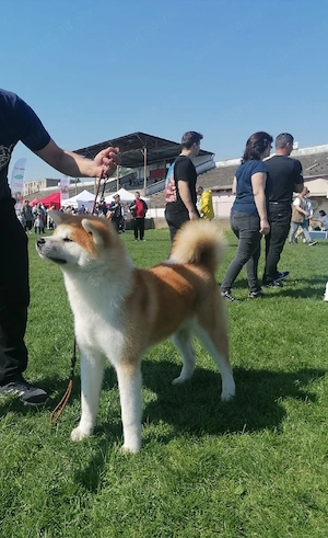 Disponibil Akita Inu  - imagine 3