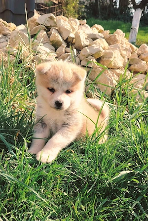 Disponibil Akita Inu  - imagine 5