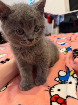 pui british short hair 