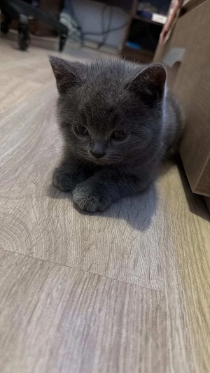 pui british short hair  - imagine 3