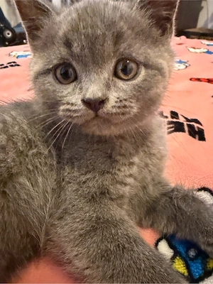 pui british short hair  - imagine 2