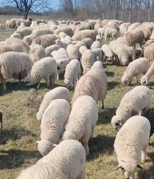 Vând 200 de oi cu miei