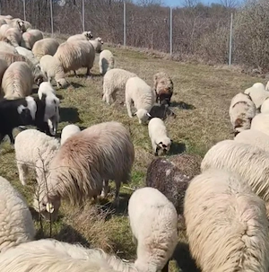 De vânzare 200 de oi cu miei  - imagine 2