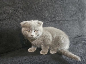 Pisoiasi scottish fold si straight vaccinati, cu carnetel inseriat - imagine 5