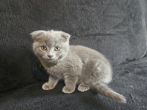 Pisoiasi scottish fold si straight vaccinati, cu carnetel inseriat - imagine 4