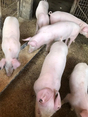 Porci de vanzare - imagine 2