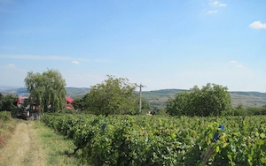 Vand teren intravilan Husi - imagine 3