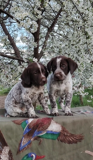 Pui Brac 7 săptămâni - imagine 2