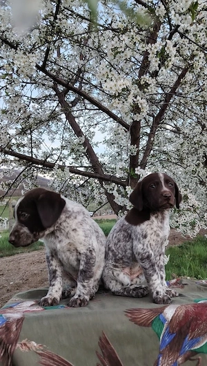 Pui Brac 7 săptămâni - imagine 3