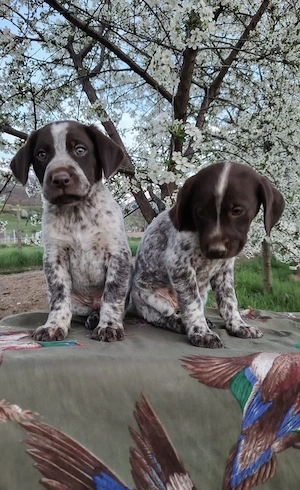 Pui Brac 7 săptămâni - imagine 4