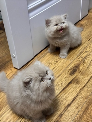 Puisori british shorthair lilac