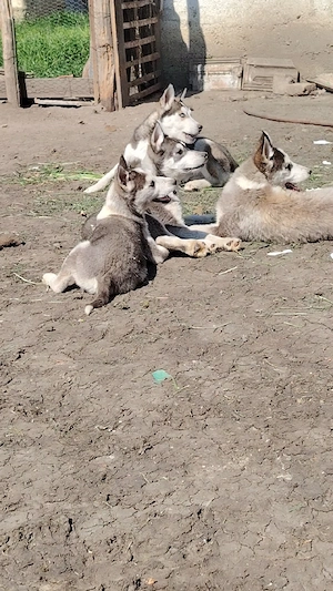 Catei husky  - imagine 5