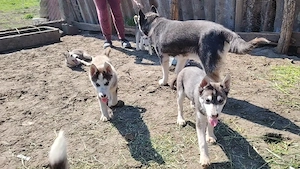 Catei husky  - imagine 2